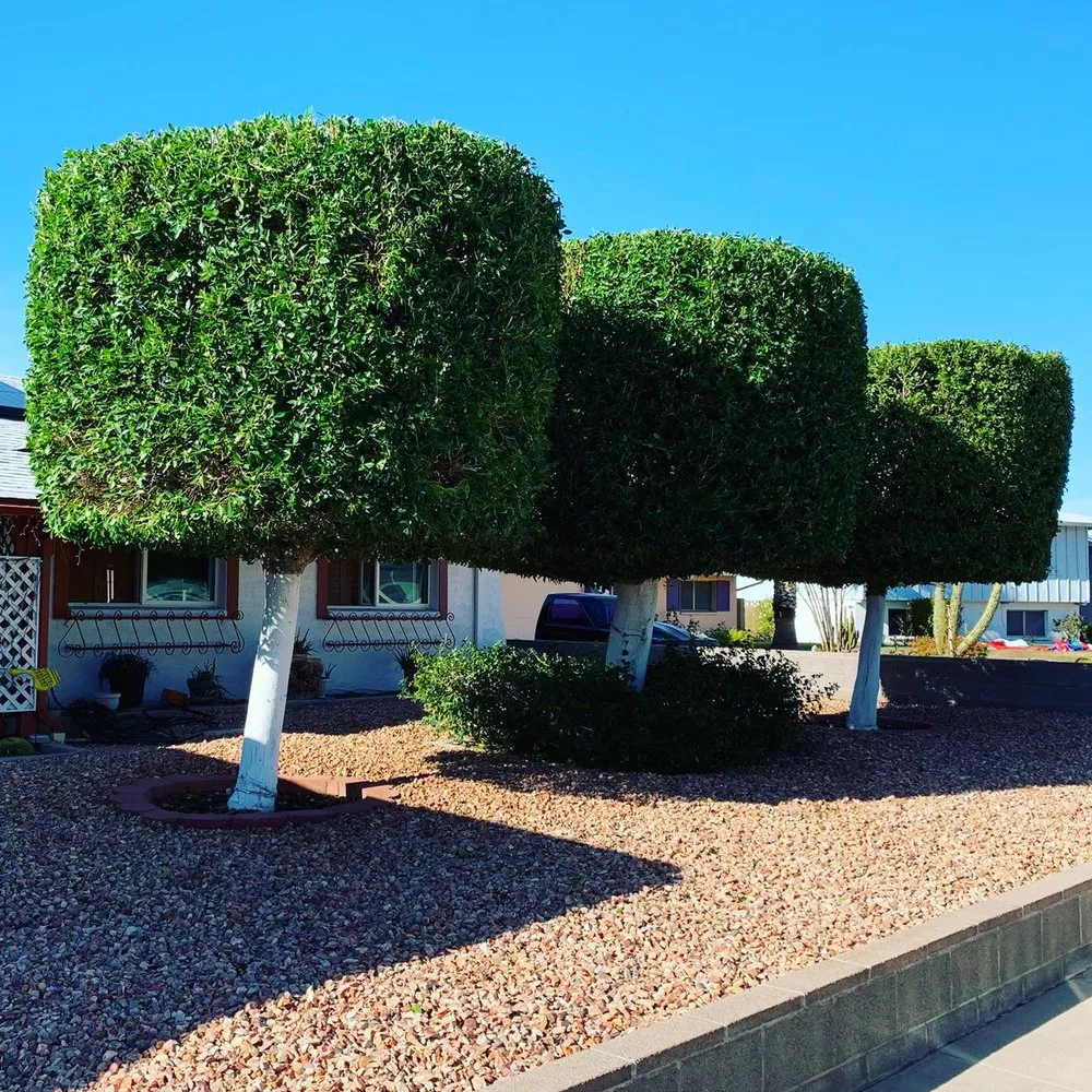 Professional lawn care service in Phoenix, AZ by Laurel Tree Landscaping