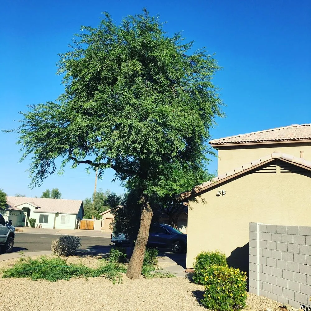 Local lawn care service in Phoenix, AZ by Laurel Tree Landscaping