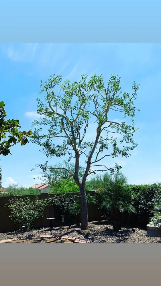 Local garden landscaping with custom design across Phoenix, AZ - Laurel Tree Landscaping