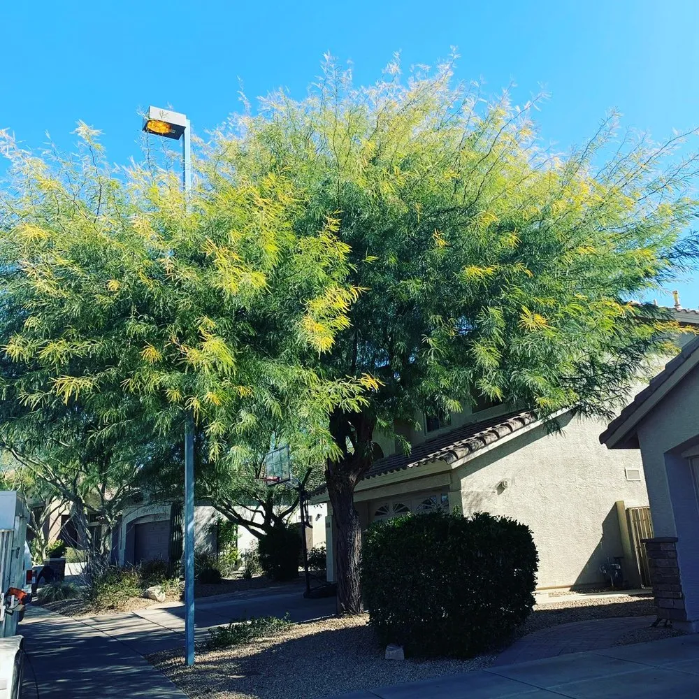 Top-rated landscape design experts serving Phoenix, AZ - Laurel Tree Landscaping