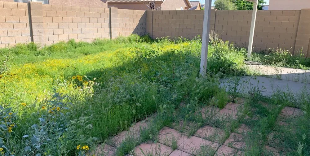 Local residential landscaping with custom design in Phoenix, AZ by Laurel Tree Landscaping