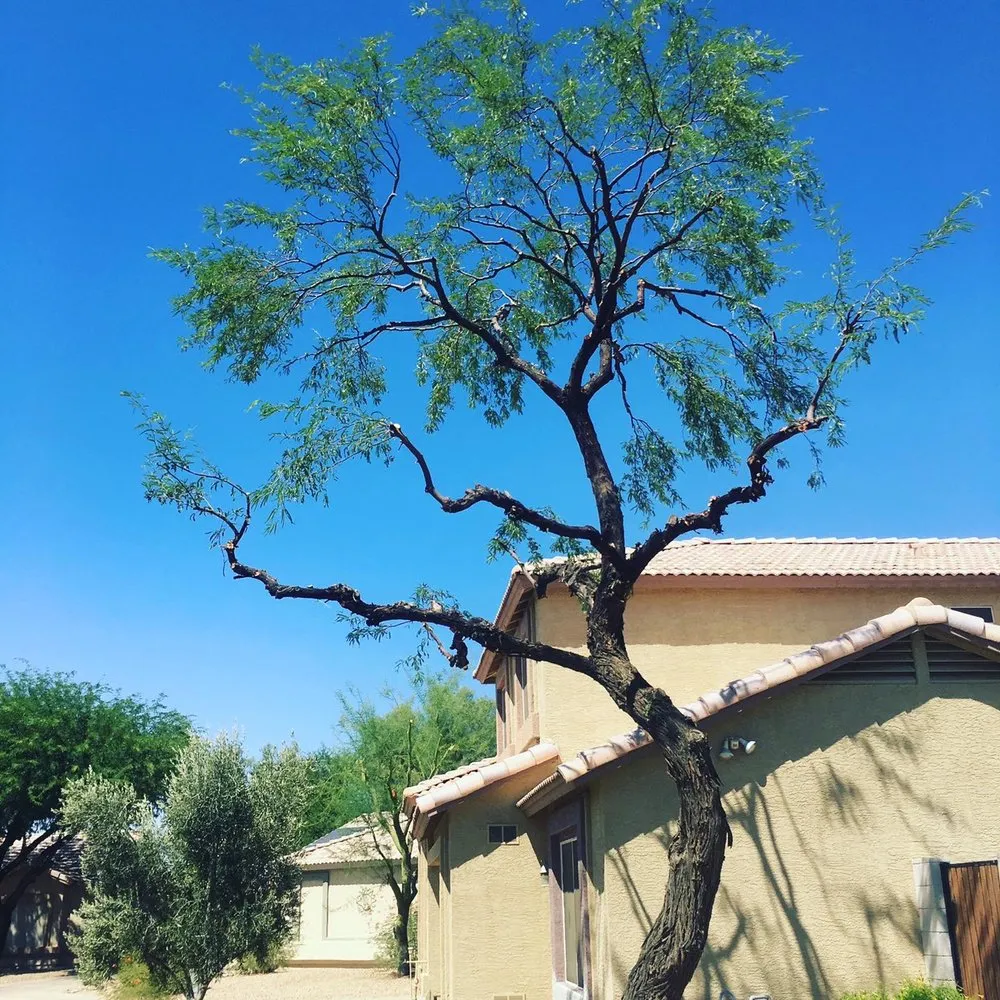Trusted yard maintenance in Phoenix, AZ - Laurel Tree Landscaping