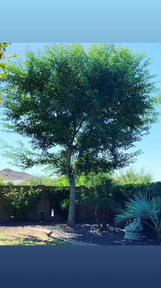 Trusted landscape installation in Phoenix, AZ by Laurel Tree Landscaping