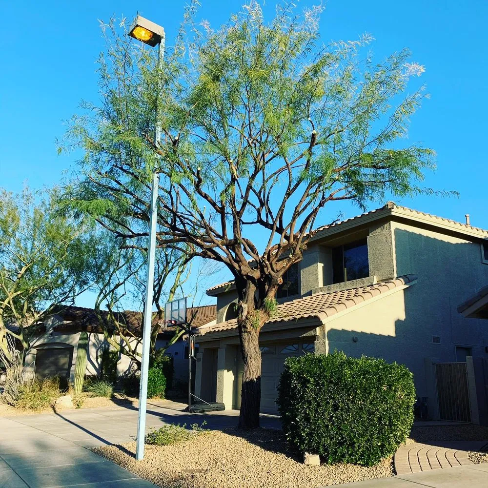 Local yard cleanup service experts serving Phoenix, AZ - Laurel Tree Landscaping