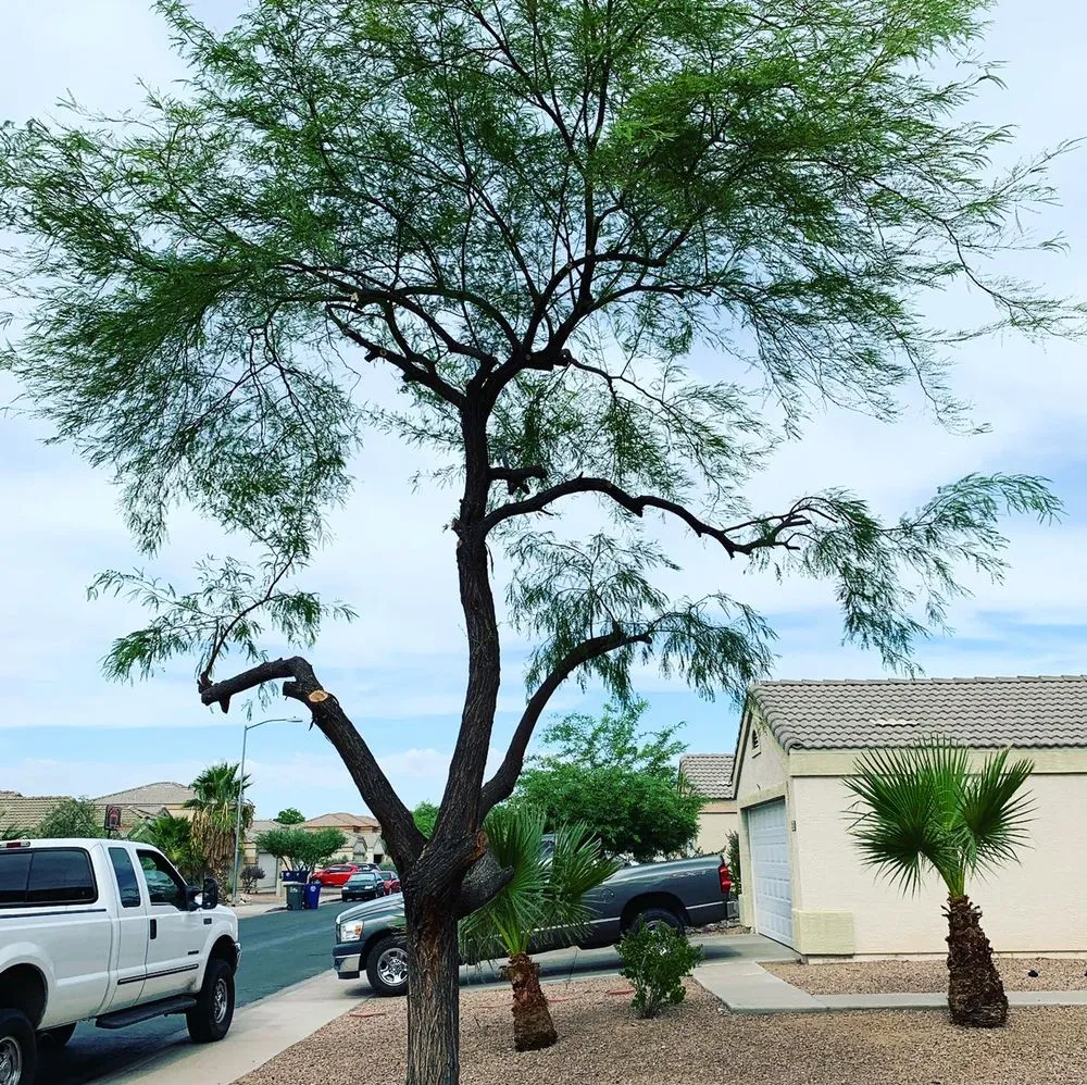 Professional yard cleanup service in Phoenix, AZ by Laurel Tree Landscaping