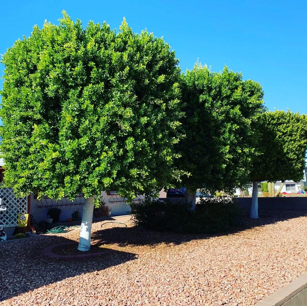 Local yard maintenance experts serving Phoenix, AZ - Laurel Tree Landscaping
