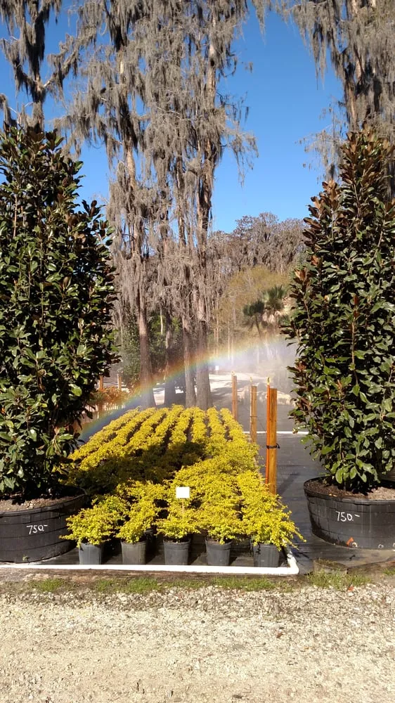 Top-rated yard maintenance experts serving Tampa, FL - Laurel's Oaks Plants & Tree Farm