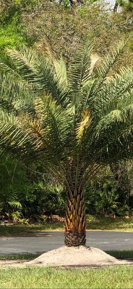 Top-rated yard cleanup service for homes in Tampa, FL by Laurel's Oaks Plants & Tree Farm