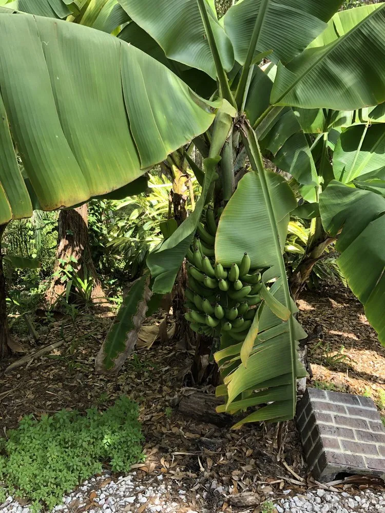 Local residential landscaping in Tampa, FL by Laurel's Oaks Plants & Tree Farm