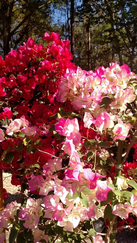 Expert landscape installation in Tampa, FL by Laurel's Oaks Plants & Tree Farm