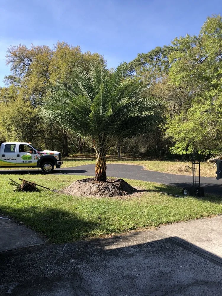 Reliable yard maintenance in Tampa, FL - Laurel's Oaks Plants & Tree Farm