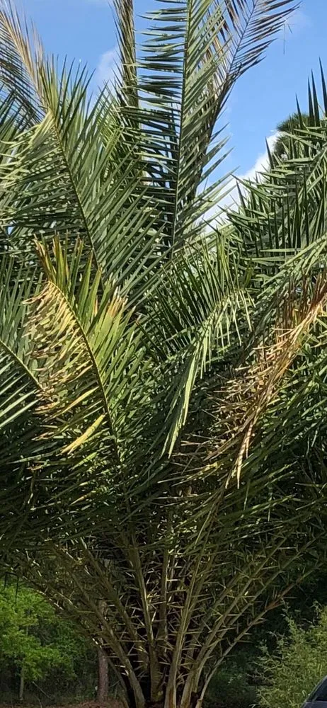 Custom landscape design experts serving Tampa, FL - Laurel's Oaks Plants & Tree Farm