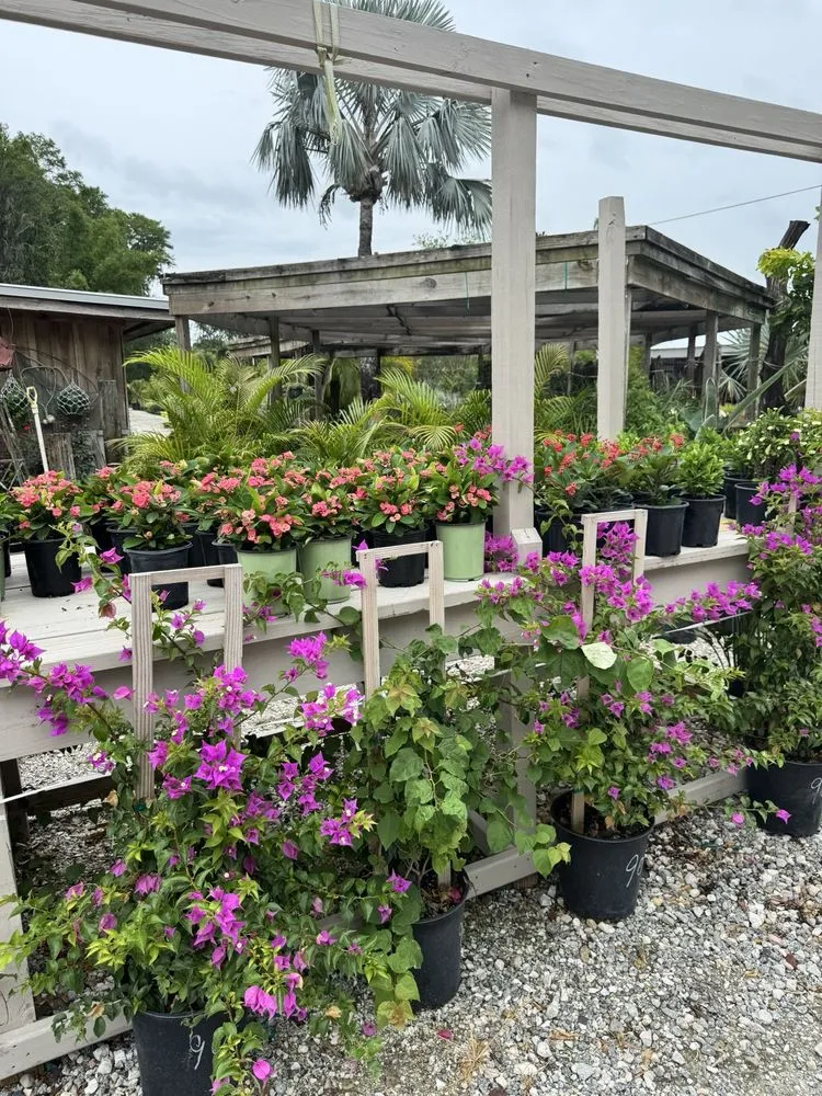 Local lawn mowing service for year-round maintenance across Tampa, FL - Laurel's Oaks Plants & Tree Farm