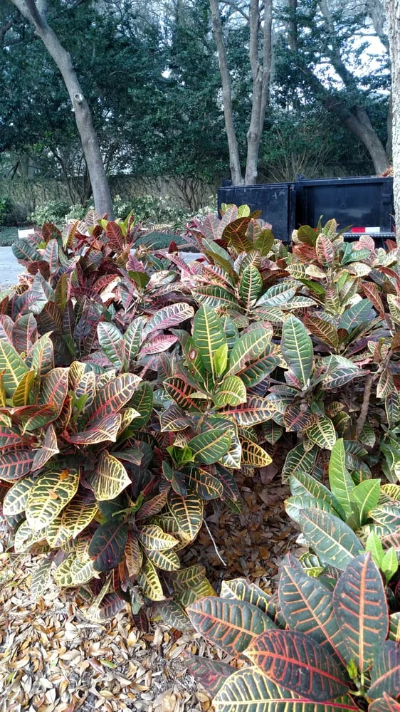 Local landscape design in Tampa, FL by Laurel's Oaks Plants & Tree Farm