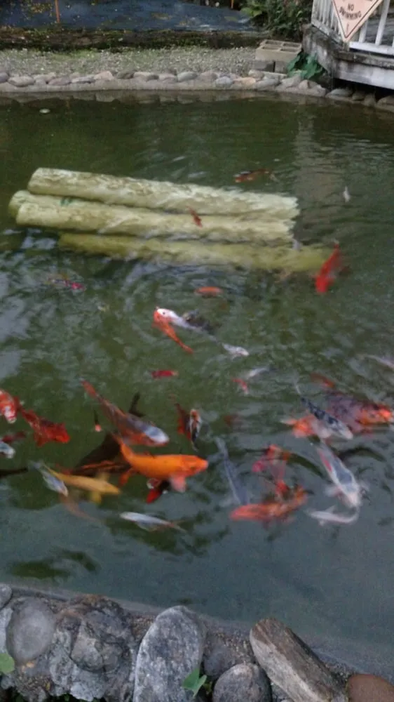 Reliable landscaping services with custom design across Tampa, FL - Laurel's Oaks Plants & Tree Farm