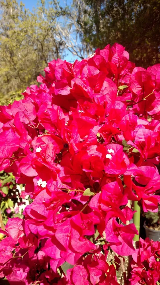 Custom landscape installation in Tampa, FL by Laurel's Oaks Plants & Tree Farm