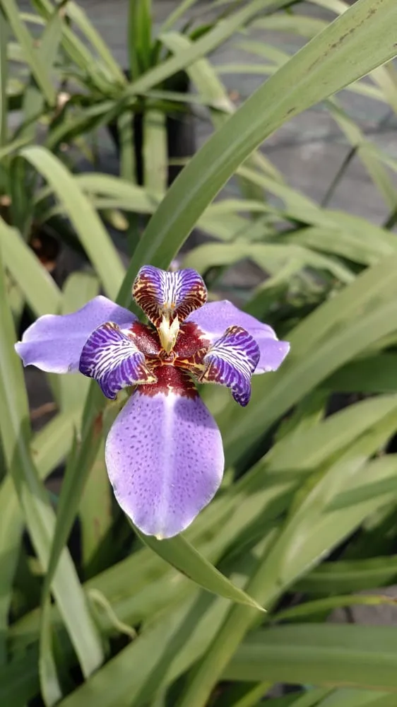 Reliable lawn care service in Tampa, FL by Laurel's Oaks Plants & Tree Farm