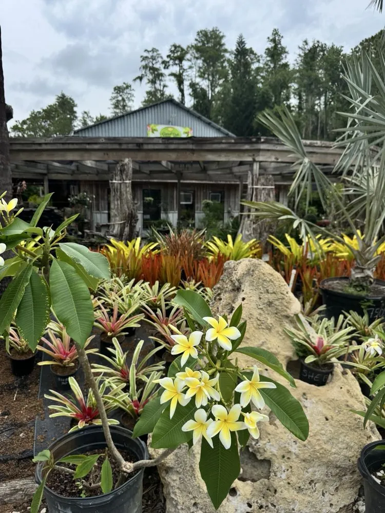 Professional yard maintenance experts serving Tampa, FL - Laurel's Oaks Plants & Tree Farm