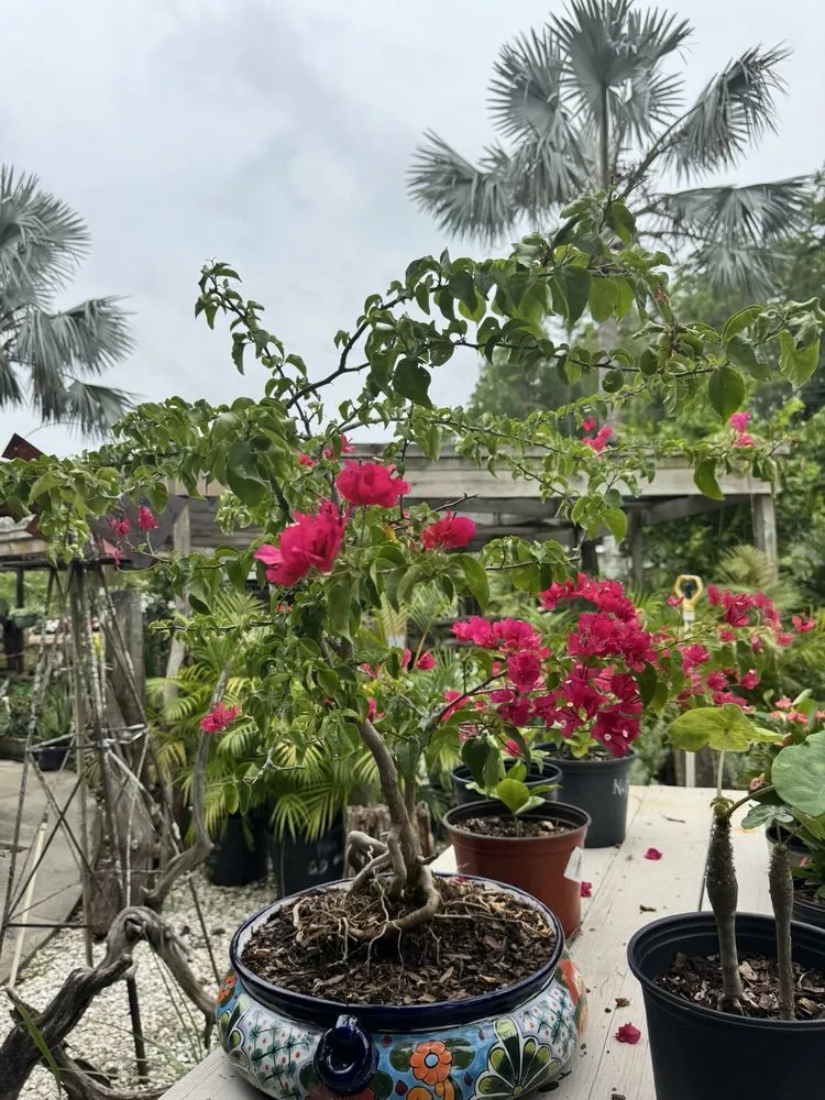 Custom landscape design experts serving Tampa, FL - Laurel's Oaks Plants & Tree Farm