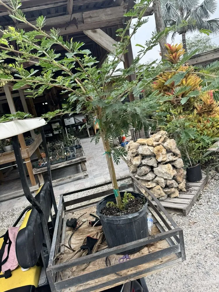 Affordable landscaping services in Tampa, FL by Laurel's Oaks Plants & Tree Farm