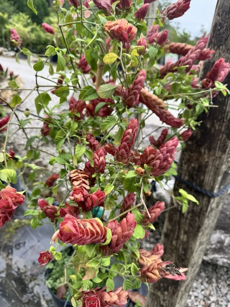 Expert lawn care service in Tampa, FL by Laurel's Oaks Plants & Tree Farm