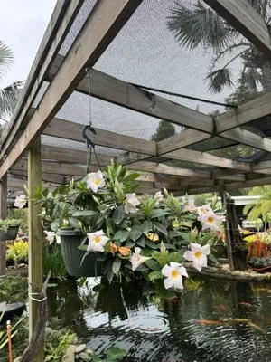 Laurel's Oaks Plants & Tree Farm Logo