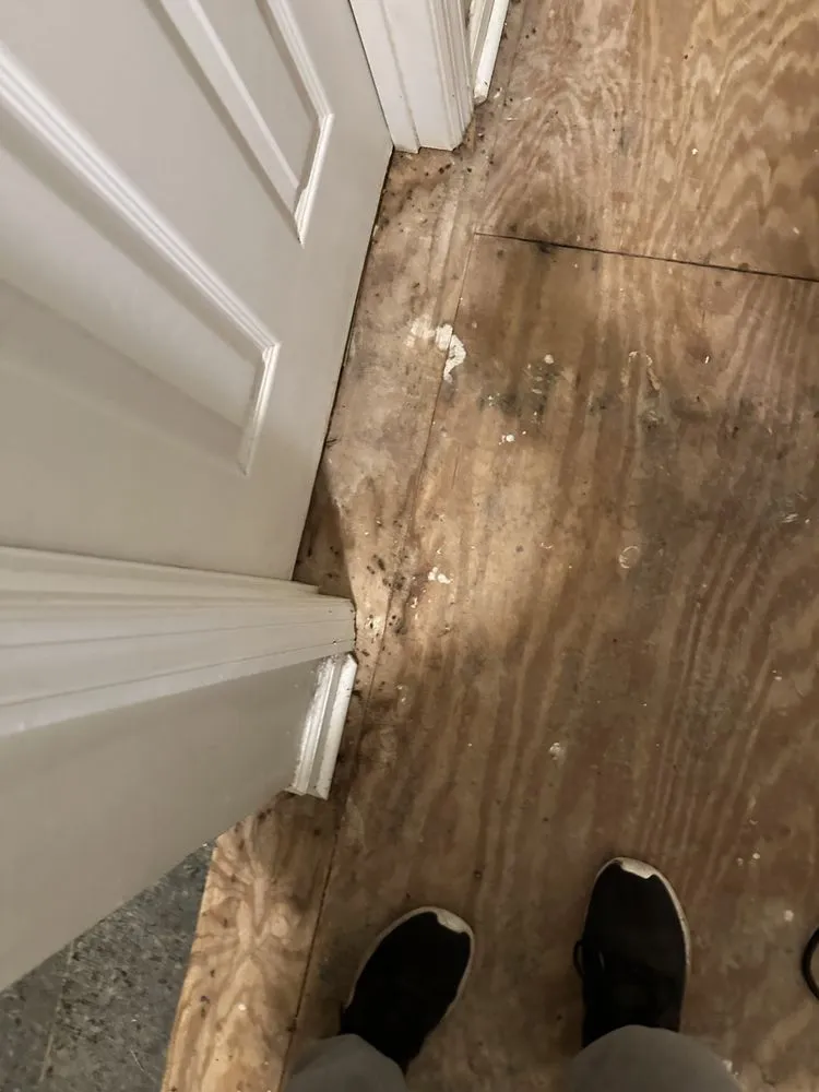 Local yard maintenance in Tuscumbia, AL by Lauren M K Cleaning