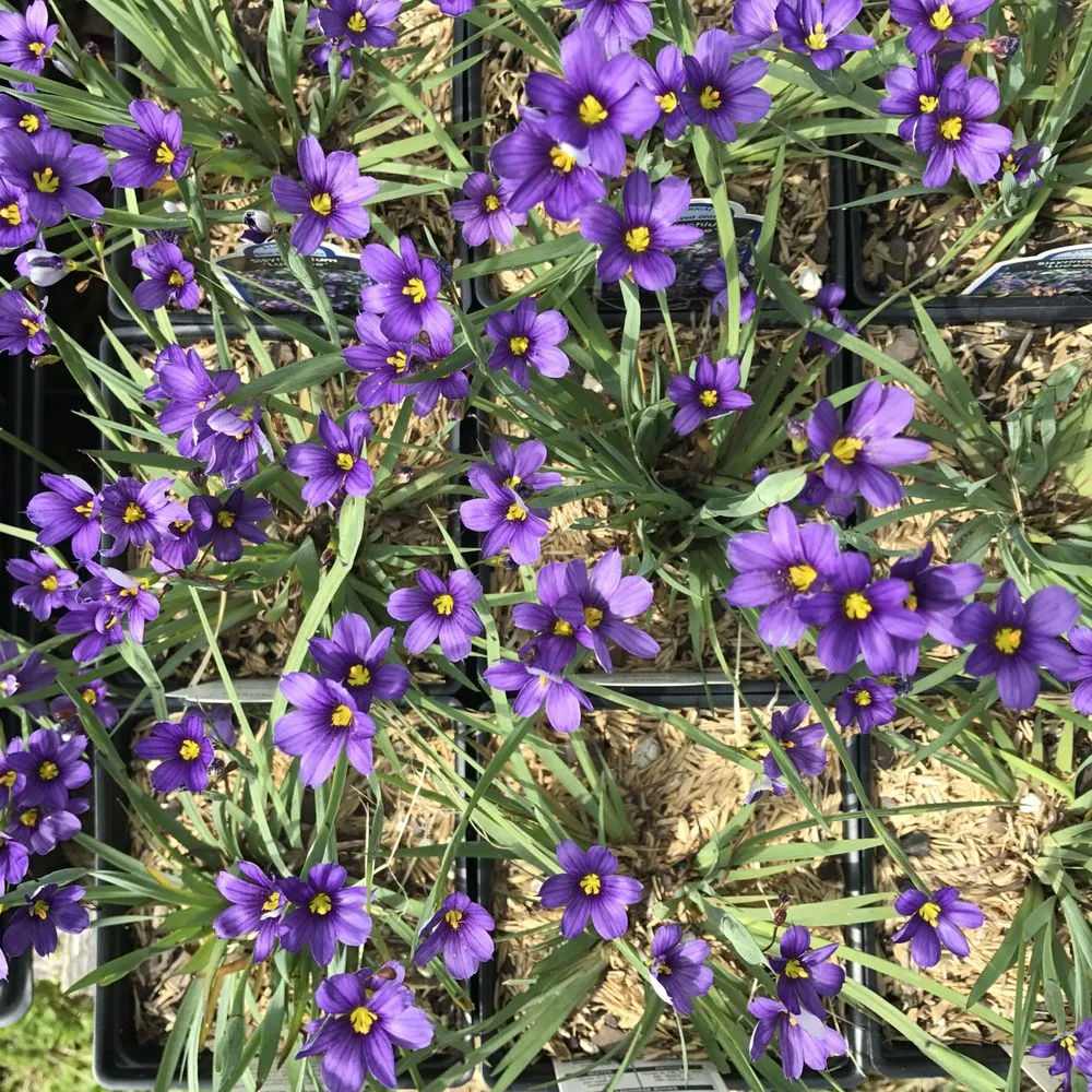 Custom yard maintenance for homes across Ellicott City, MD - Lauren's Garden Service & Native Nursery