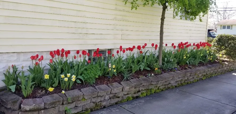 Reliable lawn care service in Buffalo, NY by Lauren's Pro Landscapes