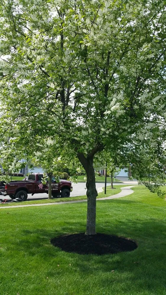 Professional lawn mowing service in Buffalo, NY - Lauren's Pro Landscapes