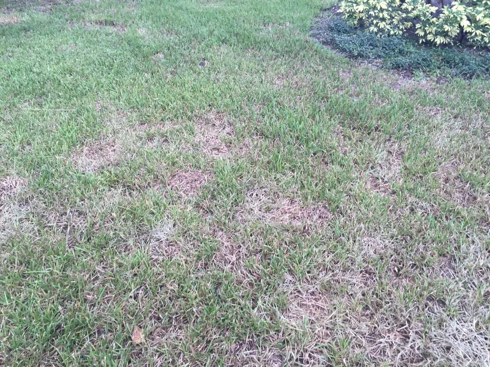 Local outdoor landscaping for homes across Lake Mary, FL - Laurie Brown Landscape Service