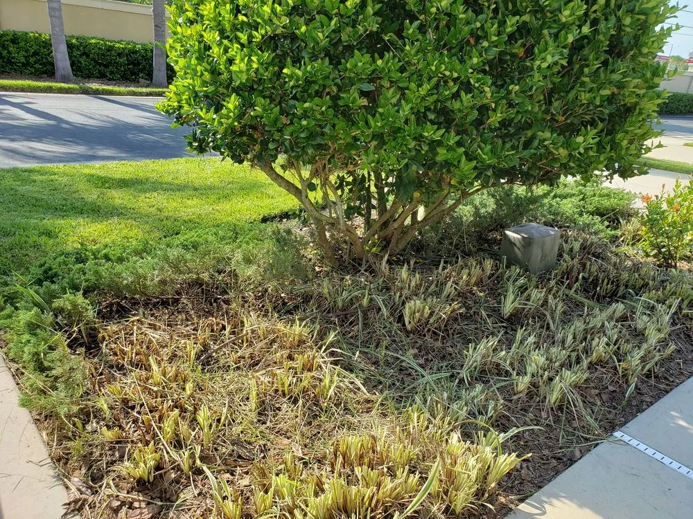 Local landscape design in Brookville, FL - Laurose Lawns