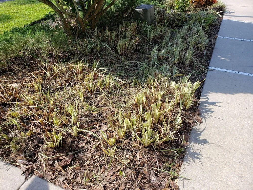 Professional residential landscaping for year-round maintenance in Brookville, FL by Laurose Lawns