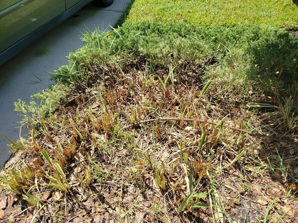 Local landscaping services for year-round maintenance in Brookville, FL by Laurose Lawns