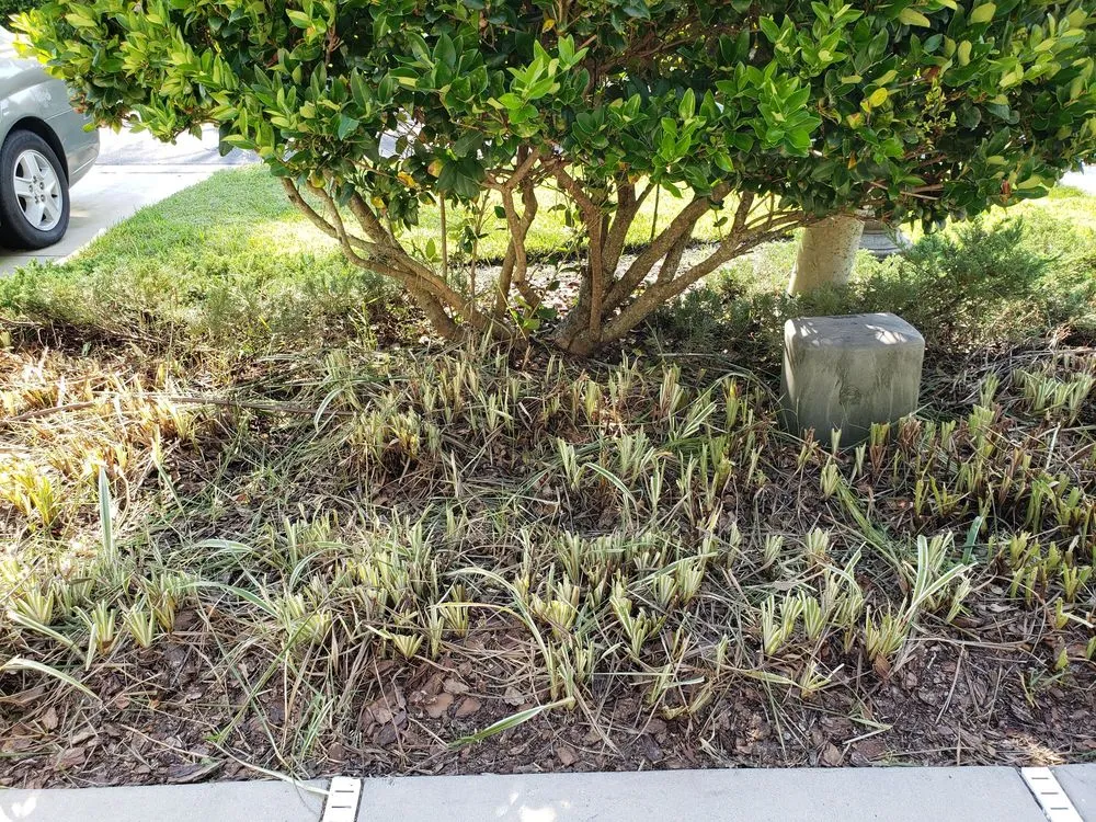 Top-rated lawn mowing service for outdoor upgrades in Brookville, FL by Laurose Lawns