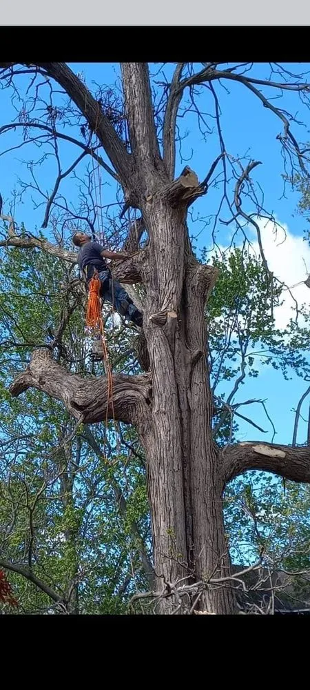 Professional landscape design in Imlay City, MI by Laur's Tree Care and Home Improvement