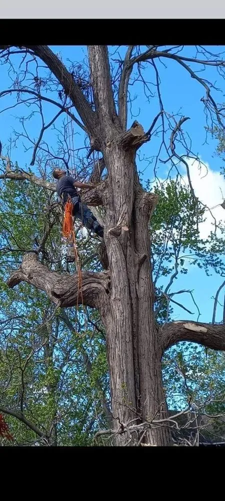 Professional landscape installation in Imlay City, MI by Laur's Tree Care and Home Improvement