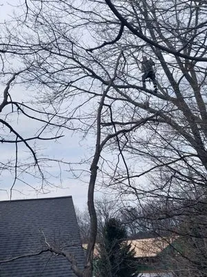 Laur's Tree Care and Home Improvement