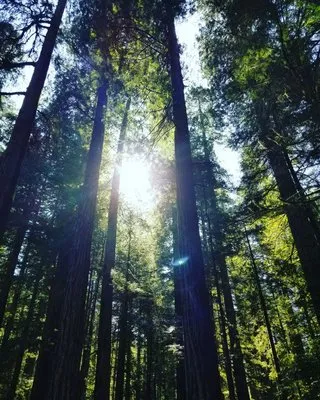 Lavender Hills landscape Logo