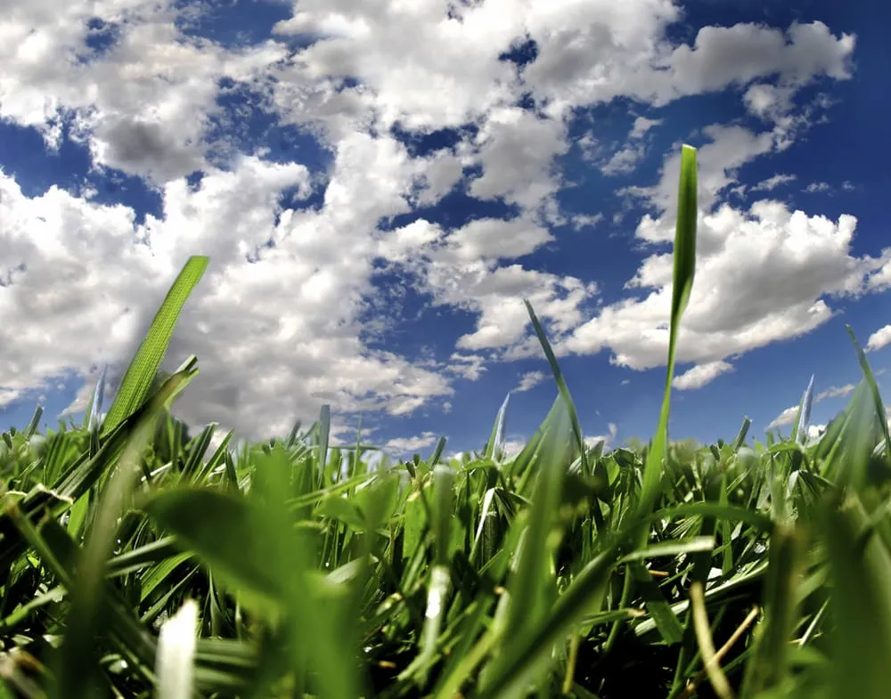 Reliable yard cleanup service near you across Saint Louis, MO - Lavin's Lawns