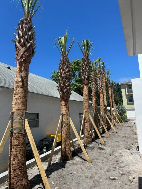 Professional landscape design in Lake Worth, FL - Lavinscape Trees & Landscaping