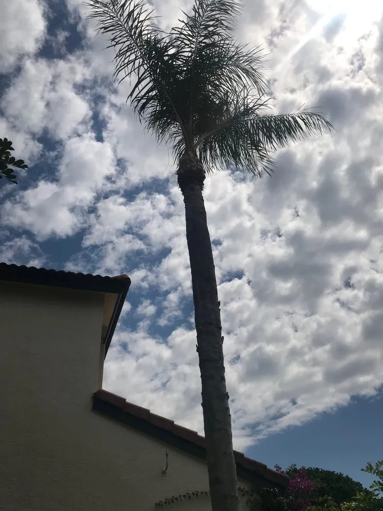 Top-rated residential landscaping with custom design in Lake Worth, FL by Lavinscape Trees & Landscaping