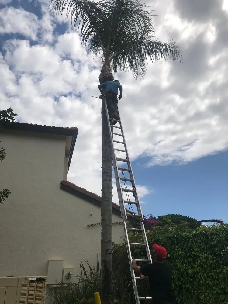 Affordable yard cleanup service experts serving Lake Worth, FL - Lavinscape Trees & Landscaping