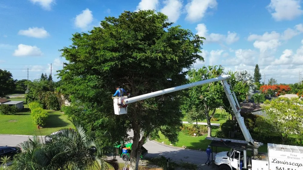 Professional residential landscaping experts serving Lake Worth, FL - Lavinscape Trees & Landscaping