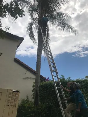 Lavinscape Trees & Landscaping Logo