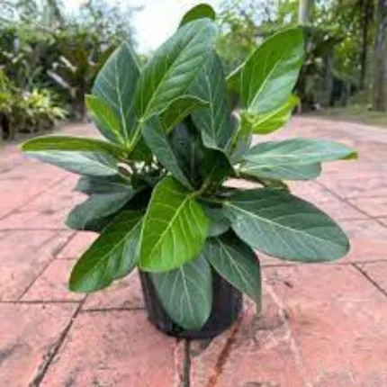 Custom yard maintenance in Clearwater, FL - Lavish Landscapes