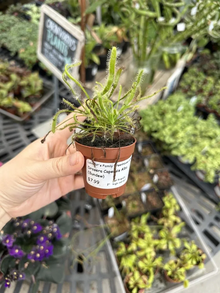 Trusted residential landscaping in East Amherst, NY by Lavocat's Family Greenhouse and Nursery