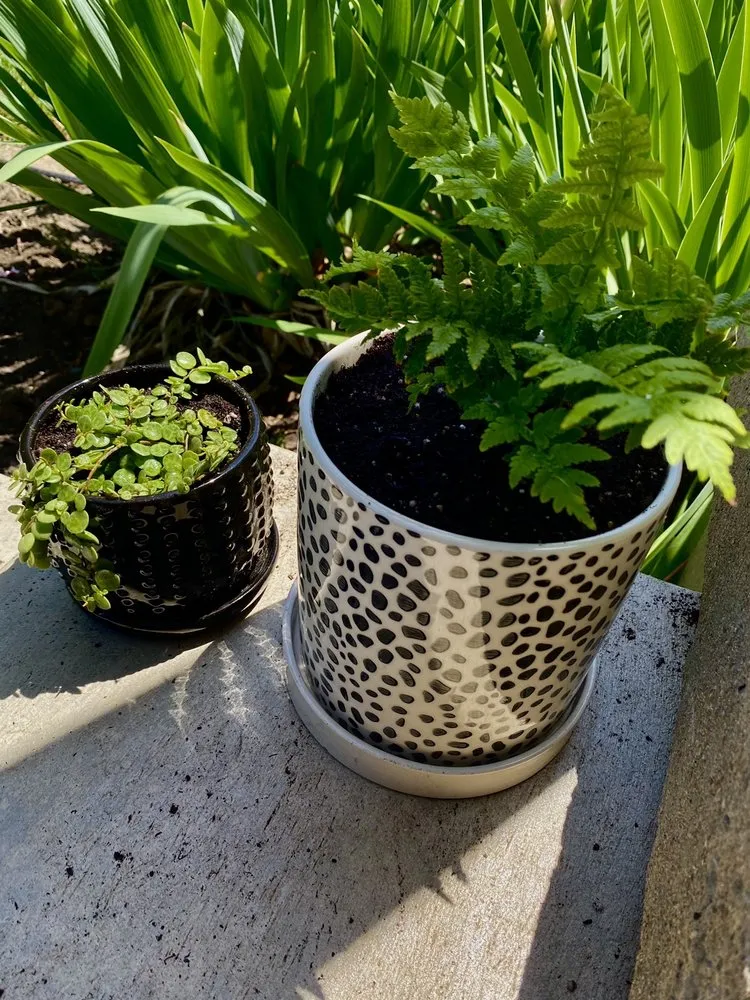 Professional landscape design in East Amherst, NY - Lavocat's Family Greenhouse and Nursery