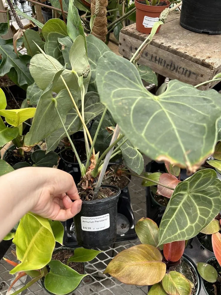 Expert yard maintenance experts serving East Amherst, NY - Lavocat's Family Greenhouse and Nursery