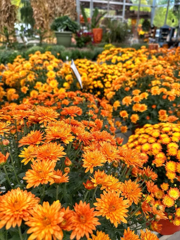 Professional yard maintenance in East Amherst, NY by Lavocat's Family Greenhouse and Nursery